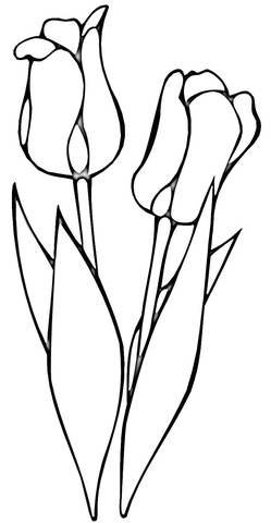 Red Tulips  Coloring Page